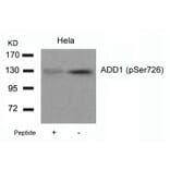 Western blot - ADD1 (Phospho-Ser726) Antibody from Signalway Antibody (11182) - Antibodies.com