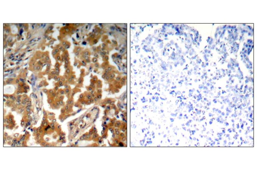 Immunohistochemistry - ADD1 (Phospho-Ser726) Antibody from Signalway Antibody (11182) - Antibodies.com