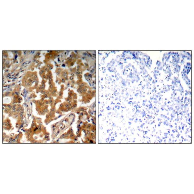 Immunohistochemistry - ADD1 (Phospho-Ser726) Antibody from Signalway Antibody (11182) - Antibodies.com