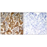 Immunohistochemistry - ADD1 (Phospho-Ser726) Antibody from Signalway Antibody (11182) - Antibodies.com