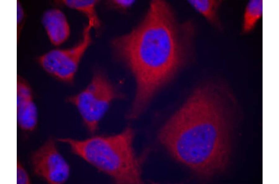 Immunofluorescence - ADD1 (Phospho-Ser726) Antibody from Signalway Antibody (11182) - Antibodies.com