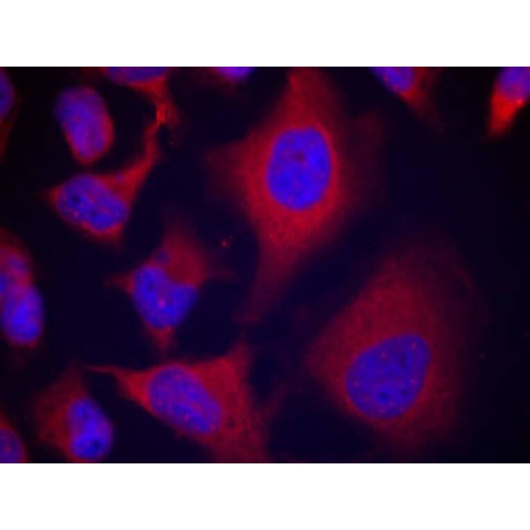 Immunofluorescence - ADD1 (Phospho-Ser726) Antibody from Signalway Antibody (11182) - Antibodies.com