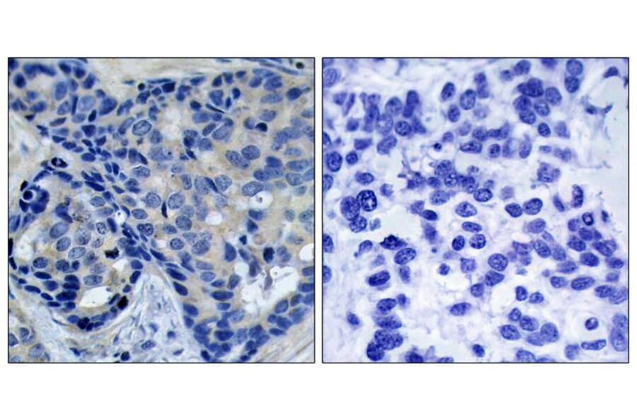Immunohistochemistry - Pyk2 (Phospho-Tyr402) Antibody from Signalway Antibody (11216) - Antibodies.com