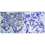 Immunohistochemistry - Pyk2 (Phospho-Tyr402) Antibody from Signalway Antibody (11216) - Antibodies.com
