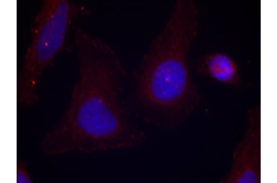 Immunofluorescence - Pyk2 (Phospho-Tyr402) Antibody from Signalway Antibody (11216) - Antibodies.com