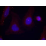 Immunofluorescence - Pyk2 (Phospho-Tyr402) Antibody from Signalway Antibody (11216) - Antibodies.com