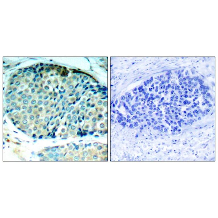 Immunohistochemistry - HSP27 (Phospho-Ser78) Antibody from Signalway Antibody (11247) - Antibodies.com