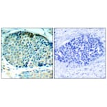 Immunohistochemistry - HSP27 (Phospho-Ser78) Antibody from Signalway Antibody (11247) - Antibodies.com