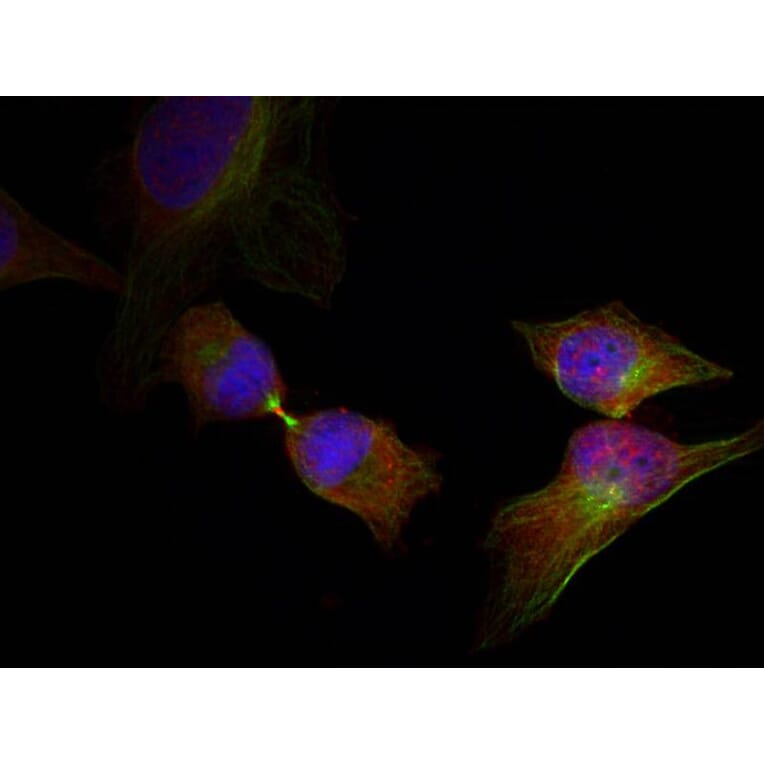 Immunofluorescence - HSP27 (Phospho-Ser78) Antibody from Signalway Antibody (11247) - Antibodies.com