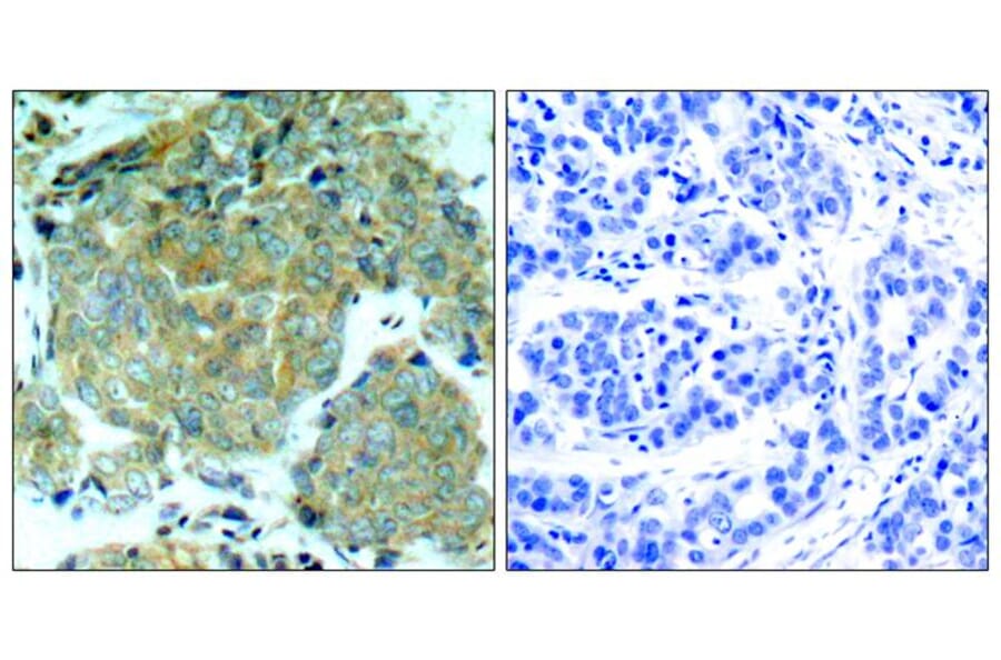 Immunohistochemistry - eIF2a (Phospho-Ser51) Antibody from Signalway Antibody (11279) - Antibodies.com