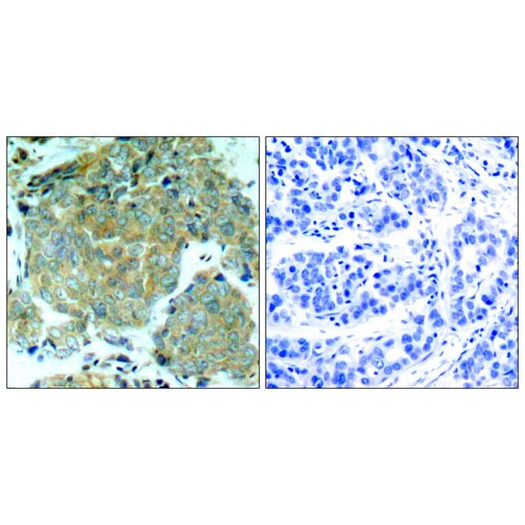 Immunohistochemistry - eIF2a (Phospho-Ser51) Antibody from Signalway Antibody (11279) - Antibodies.com