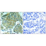 Immunohistochemistry - eIF2a (Phospho-Ser51) Antibody from Signalway Antibody (11279) - Antibodies.com