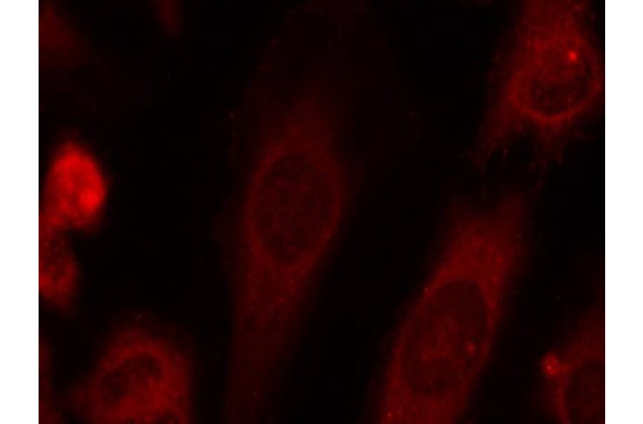 Immunofluorescence - eIF2a (Phospho-Ser51) Antibody from Signalway Antibody (11279) - Antibodies.com