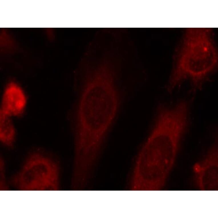 Immunofluorescence - eIF2a (Phospho-Ser51) Antibody from Signalway Antibody (11279) - Antibodies.com