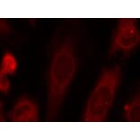 Immunofluorescence - eIF2a (Phospho-Ser51) Antibody from Signalway Antibody (11279) - Antibodies.com