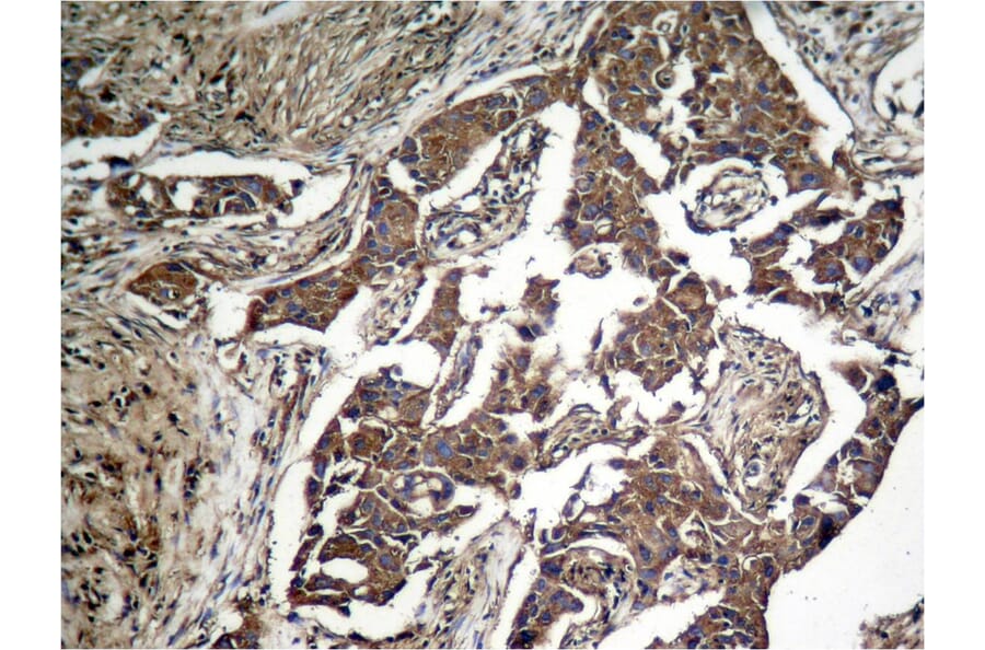 Immunohistochemistry - eIF2a (Phospho-Ser51) Antibody from Signalway Antibody (11279) - Antibodies.com