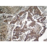 Immunohistochemistry - eIF2a (Phospho-Ser51) Antibody from Signalway Antibody (11279) - Antibodies.com