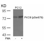 Western blot - PKCth (Phospho-Ser676) Antibody from Signalway Antibody (11297) - Antibodies.com