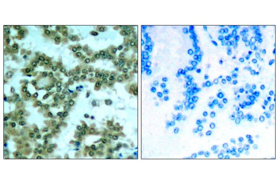 Immunohistochemistry - PKCth (Phospho-Ser676) Antibody from Signalway Antibody (11297) - Antibodies.com
