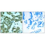 Immunohistochemistry - PKCth (Phospho-Ser676) Antibody from Signalway Antibody (11297) - Antibodies.com