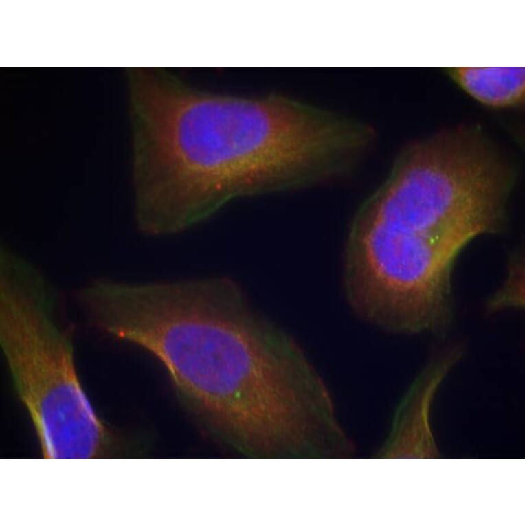 Immunofluorescence - PKCth (Phospho-Ser676) Antibody from Signalway Antibody (11297) - Antibodies.com