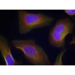 Immunofluorescence - PKCth (Phospho-Ser676) Antibody from Signalway Antibody (11297) - Antibodies.com