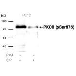Western blot - PKCth (Phospho-Ser676) Antibody from Signalway Antibody (11297) - Antibodies.com