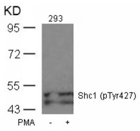 Western blot - Shc1 (Phospho-Tyr427) Antibody from Signalway Antibody (11317) - Antibodies.com