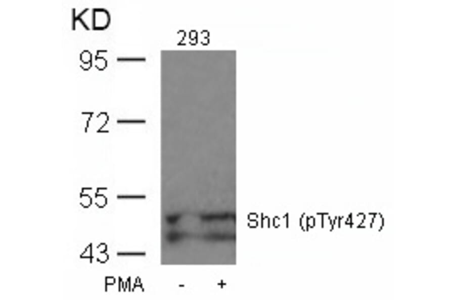 Western blot - Shc1 (Phospho-Tyr427) Antibody from Signalway Antibody (11317) - Antibodies.com