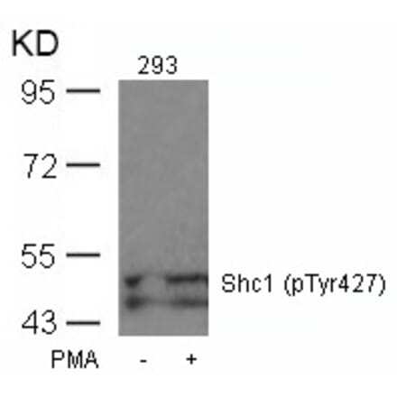 Western blot - Shc1 (Phospho-Tyr427) Antibody from Signalway Antibody (11317) - Antibodies.com