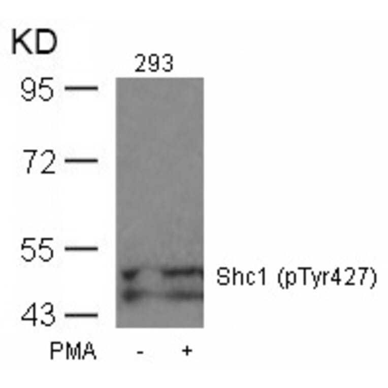 Western blot - Shc1 (Phospho-Tyr427) Antibody from Signalway Antibody (11317) - Antibodies.com