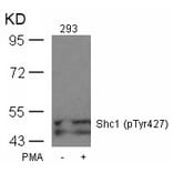 Western blot - Shc1 (Phospho-Tyr427) Antibody from Signalway Antibody (11317) - Antibodies.com