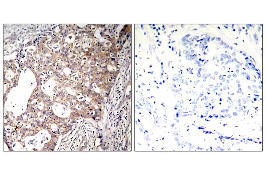 Immunohistochemistry - Shc1 (Phospho-Tyr427) Antibody from Signalway Antibody (11317) - Antibodies.com