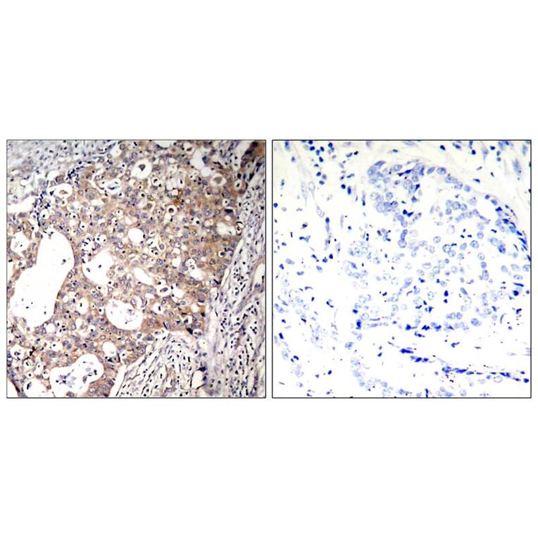 Immunohistochemistry - Shc1 (Phospho-Tyr427) Antibody from Signalway Antibody (11317) - Antibodies.com