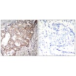 Immunohistochemistry - Shc1 (Phospho-Tyr427) Antibody from Signalway Antibody (11317) - Antibodies.com