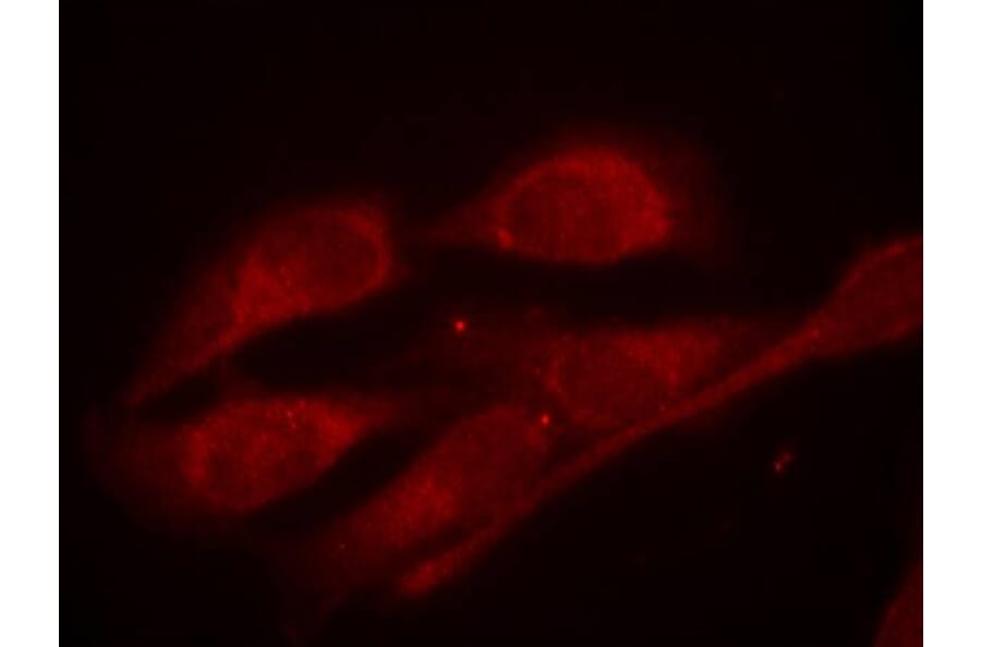 Immunofluorescence - Shc1 (Phospho-Tyr427) Antibody from Signalway Antibody (11317) - Antibodies.com