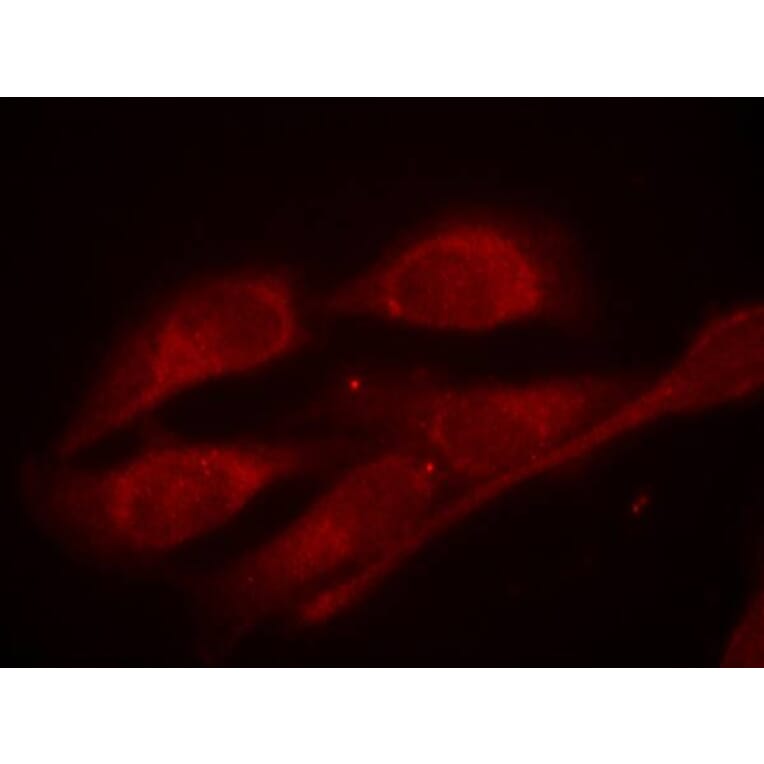Immunofluorescence - Shc1 (Phospho-Tyr427) Antibody from Signalway Antibody (11317) - Antibodies.com