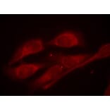 Immunofluorescence - Shc1 (Phospho-Tyr427) Antibody from Signalway Antibody (11317) - Antibodies.com