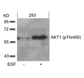 Western blot - AKT1 (phospho-Thr450) Antibody from Signalway Antibody (11502) - Antibodies.com