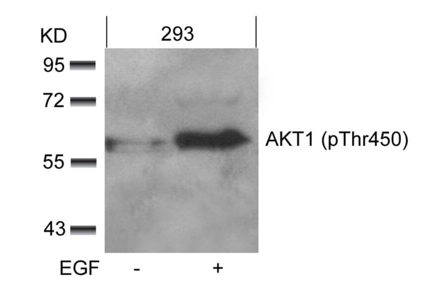 Western blot - AKT1 (phospho-Thr450) Antibody from Signalway Antibody (11502) - Antibodies.com