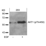 Western blot - AKT1 (phospho-Thr450) Antibody from Signalway Antibody (11502) - Antibodies.com