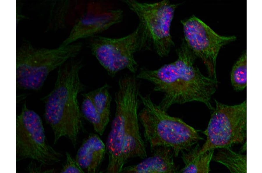 Immunofluorescence - AKT1 (phospho-Thr450) Antibody from Signalway Antibody (11502) - Antibodies.com