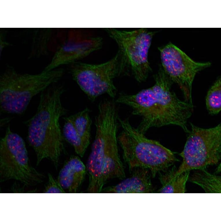 Immunofluorescence - AKT1 (phospho-Thr450) Antibody from Signalway Antibody (11502) - Antibodies.com