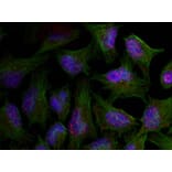 Immunofluorescence - AKT1 (phospho-Thr450) Antibody from Signalway Antibody (11502) - Antibodies.com