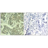 Immunohistochemistry - eIF2a (phospho-Ser49) Antibody from Signalway Antibody (11511) - Antibodies.com