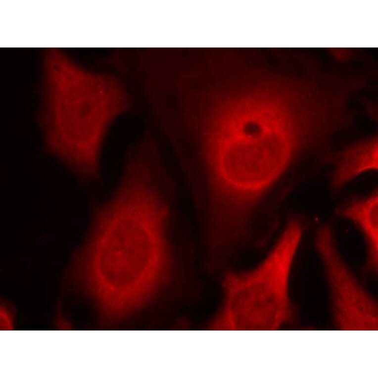 Immunofluorescence - eIF2a (phospho-Ser49) Antibody from Signalway Antibody (11511) - Antibodies.com