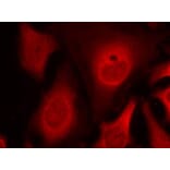 Immunofluorescence - eIF2a (phospho-Ser49) Antibody from Signalway Antibody (11511) - Antibodies.com