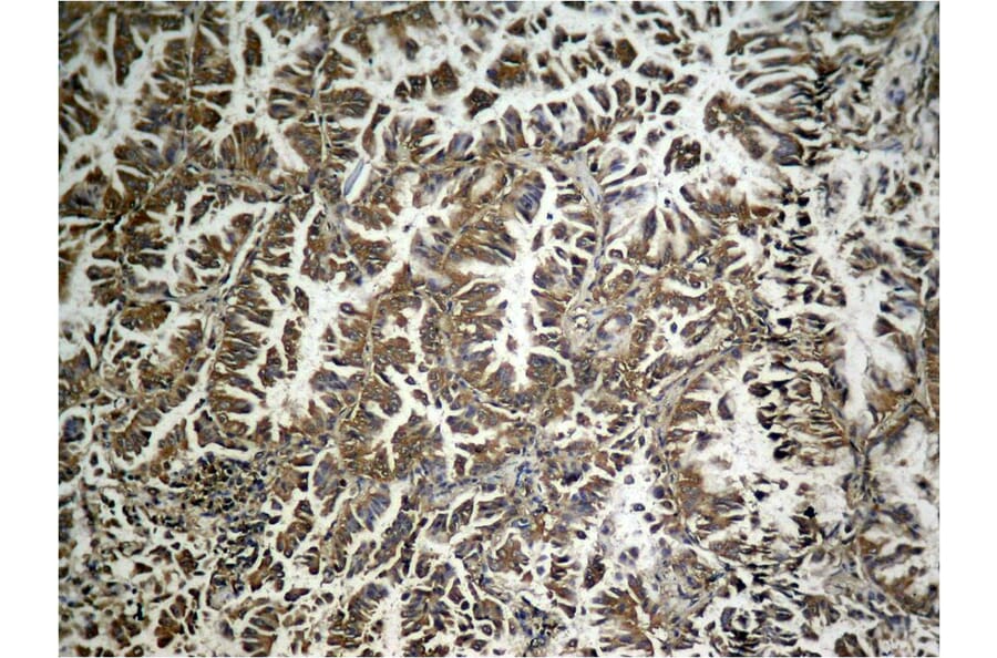 Immunohistochemistry - eIF2a (phospho-Ser49) Antibody from Signalway Antibody (11511) - Antibodies.com