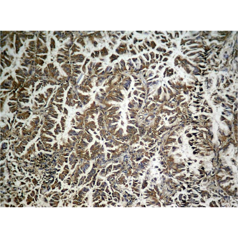 Immunohistochemistry - eIF2a (phospho-Ser49) Antibody from Signalway Antibody (11511) - Antibodies.com