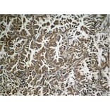 Immunohistochemistry - eIF2a (phospho-Ser49) Antibody from Signalway Antibody (11511) - Antibodies.com